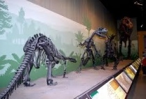 L'interno del museo di storia naturale di Milano